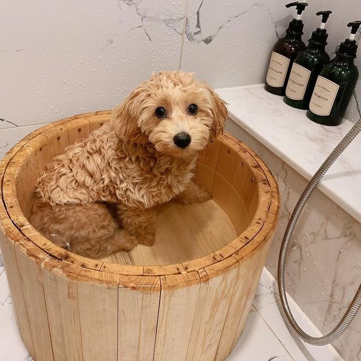 @babyhodu.816