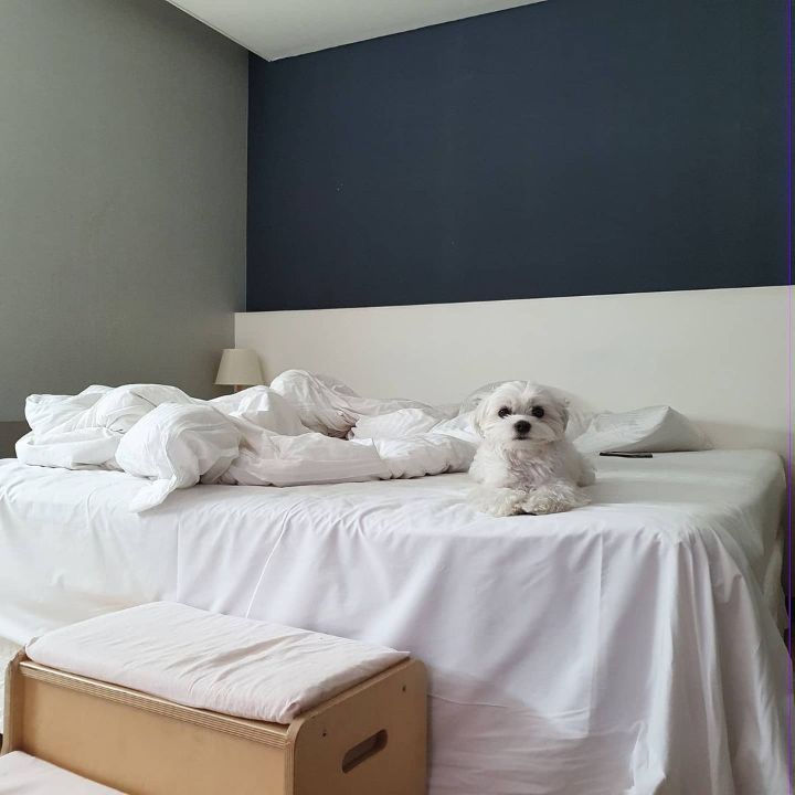 @johodugram