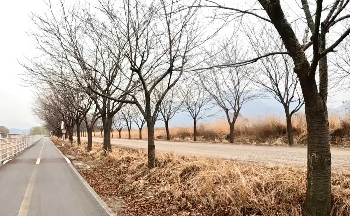 산곡천 벚꽃길